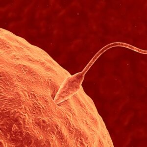 sperm تقویت قوای جنسی